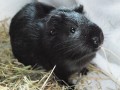 Bruce1