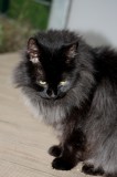 luis 20123