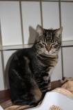 200813092 vom 14.11. Hersel Fa. Manschu