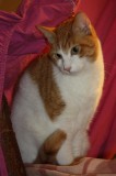 Poldi u Findus 2012.11