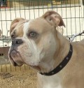 Amy_1