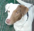 Dobbie_1